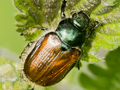 Phyllopertha horticola